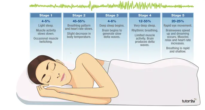 90-minute sleep cycle