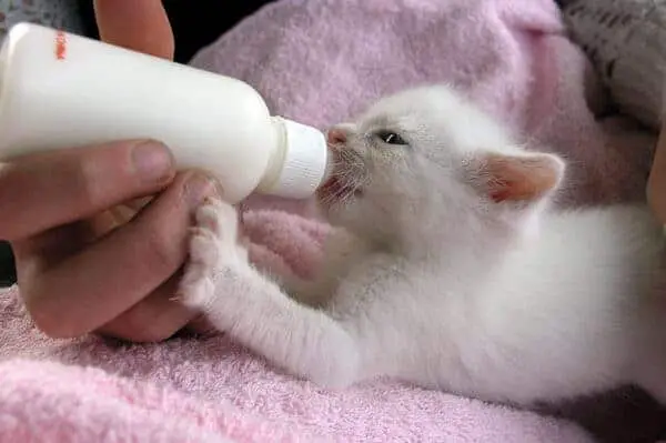 bottle-feeding-kitten-5345278
