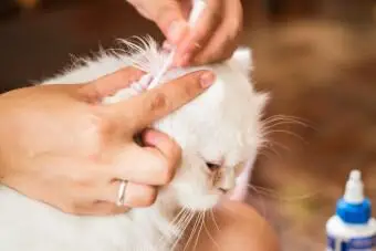 Simple Home Remedies for Cat Ear Mites | LoveToKnow