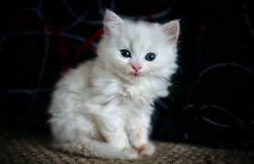 white cat names