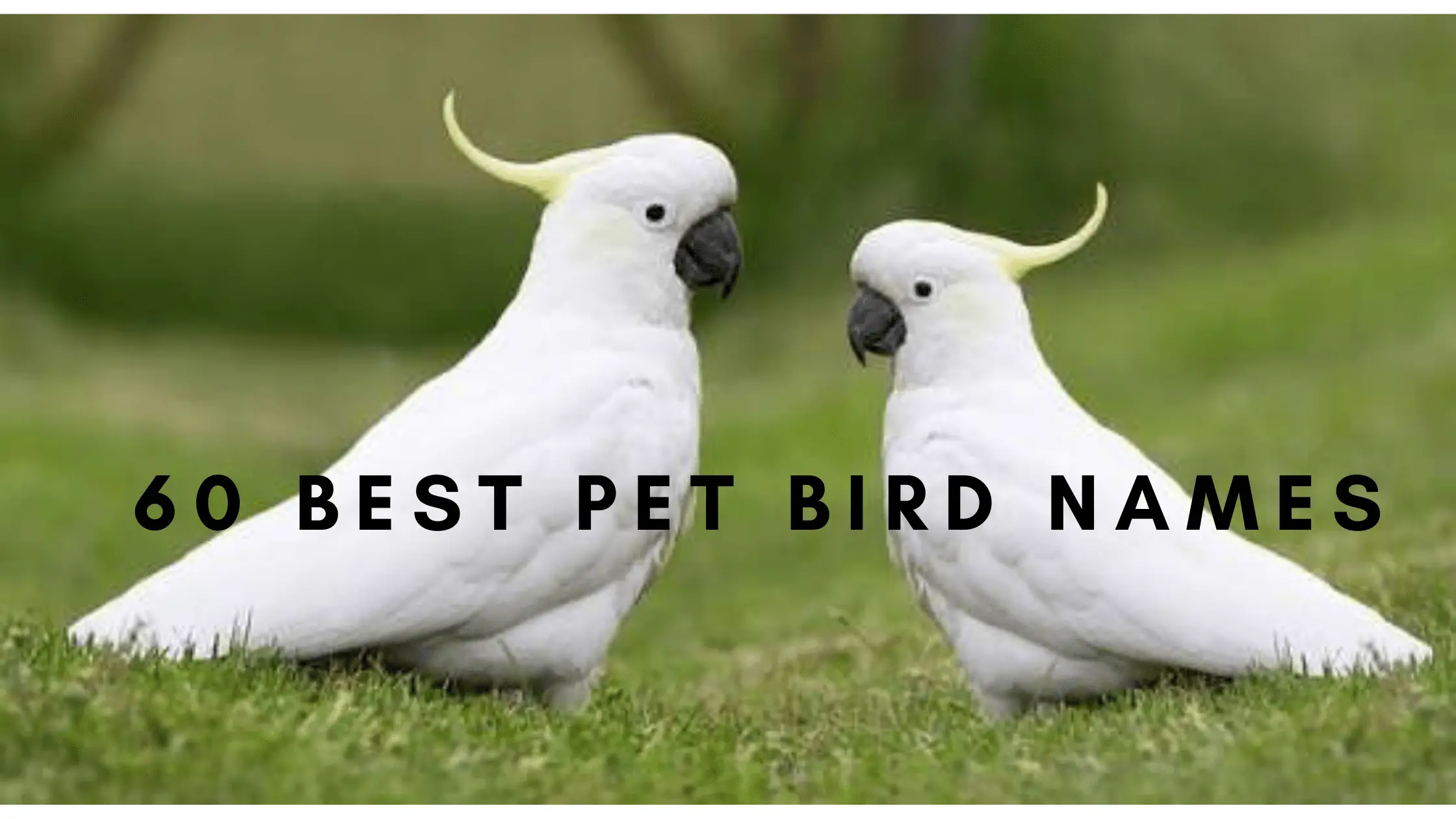 60-best-pet-bird-names-2