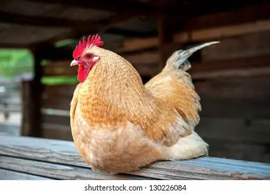 rooster-perched-on-horse-stall-260nw-130226084-8539651