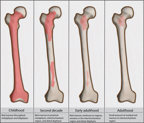 bone-marrow-edema