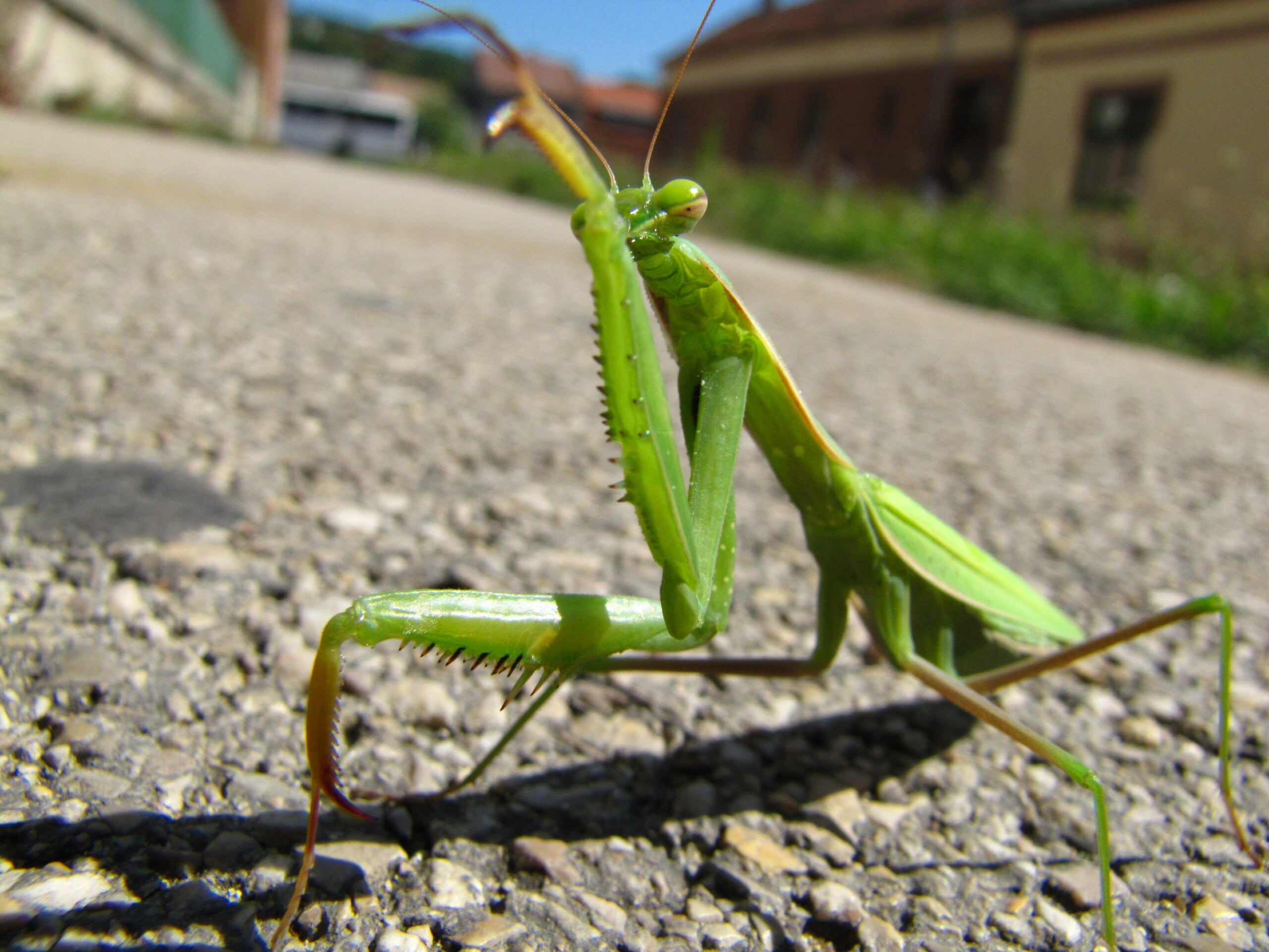 praying mantis, animal, street