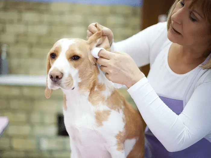 how to clean a dog's ear